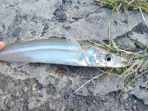 Argentinian silverside (Odontesthes bonariensis) — Atherinopsidae — 2