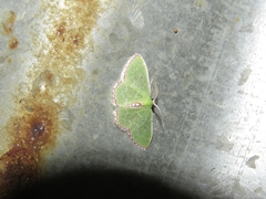 Nemoria lixaria