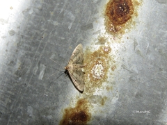 Blepharomastix ranalis