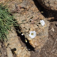 Cherleria circassica, photograph (c) Юлия Захаренко, some rights reserved (CC BY)