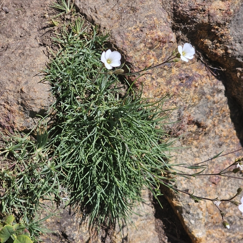 Cherleria circassica, photograph 2