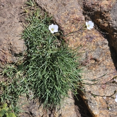 Cherleria circassica, photograph (c) Юлия Захаренко, some rights reserved (CC BY)