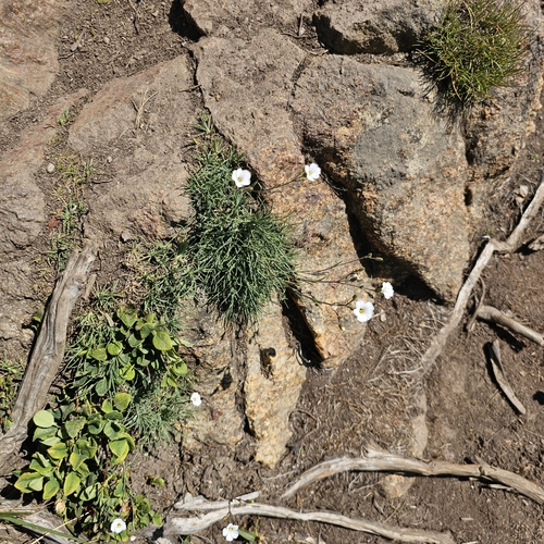 Cherleria circassica, photograph 3