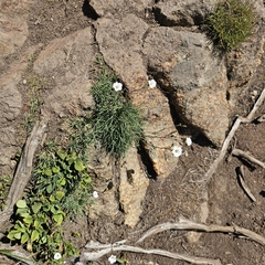 Cherleria circassica, photograph (c) Юлия Захаренко, some rights reserved (CC BY)