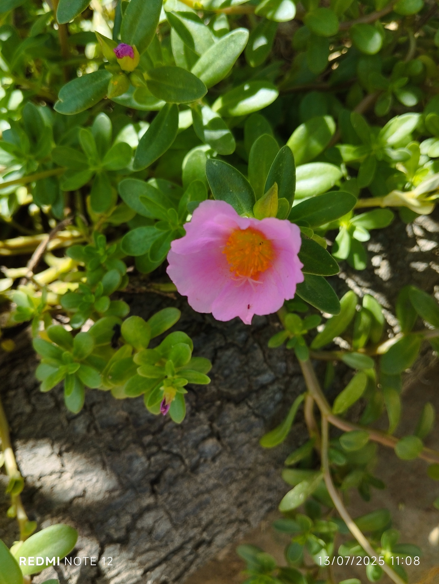 Portulaca umbraticola