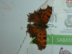 Polygonia egea