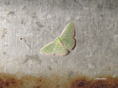 Nemoria lixaria