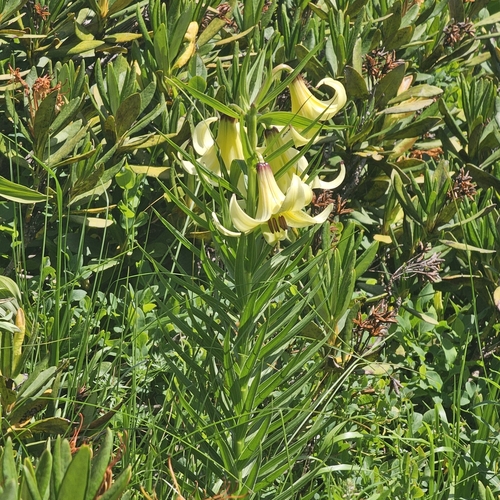 Kesselring lily (Lilium kesselringianum)