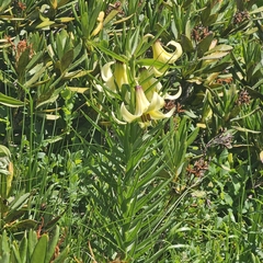 Lilium kesselringianum