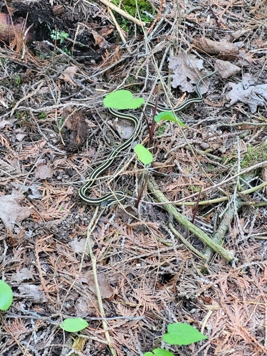 Common Ribbon Snake photographed in Wisconsin