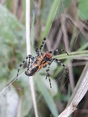 Alpaida grayi