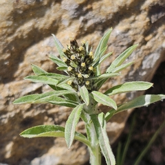 Caucasian cudweed (Omalotheca caucasica)