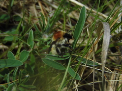 Bombus muscorum