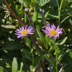 Kemulariella caucasica
