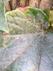 Phyllosticta ampelicida