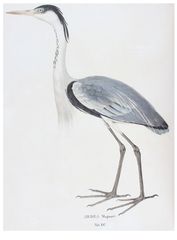Ardea cocoi