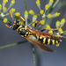European Paper Wasp - Photo (c) molanic, some rights reserved (CC BY-NC), uploaded by molanic