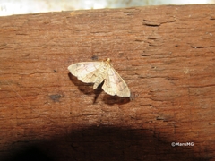 Blepharomastix ranalis