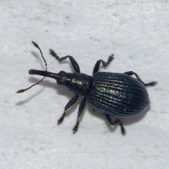 Ischnopterapion virens