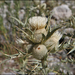 Cirsium turkestanicum - Photo (c) Dmitry Kulakov, algunos derechos reservados (CC BY), subido por Dmitry Kulakov