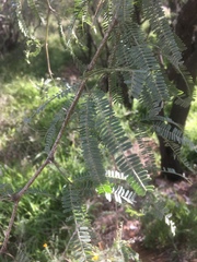 Prosopis laevigata