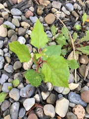 Populus deltoides deltoides