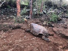 Chelonoidis niger hoodensis