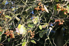 Karpatiosorbus