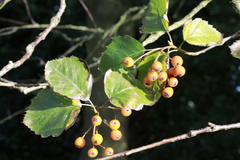 Karpatiosorbus