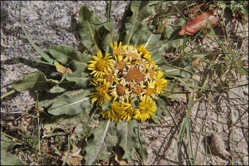 Image of Inula rhizocephala by (c) Dmitry Kulakov, some rights reserved (CC BY)