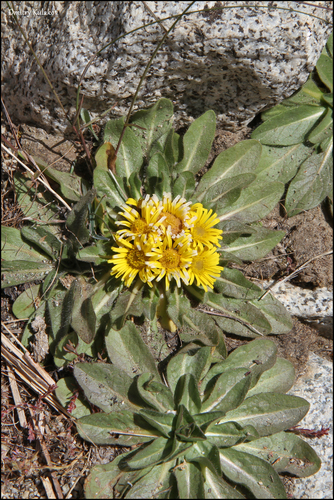 Image of Inula rhizocephala by (c) Dmitry Kulakov, some rights reserved (CC BY)