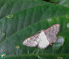 Ptychamalia perlata
