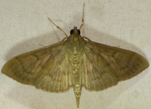 Herbivorous Patania Moth photo 5