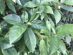 Ficus erecta erecta