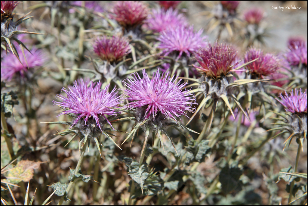 Cousinia carduncelloidea