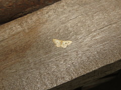 Idaea vagula
