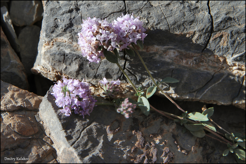 Ziziphora pamiroalaica