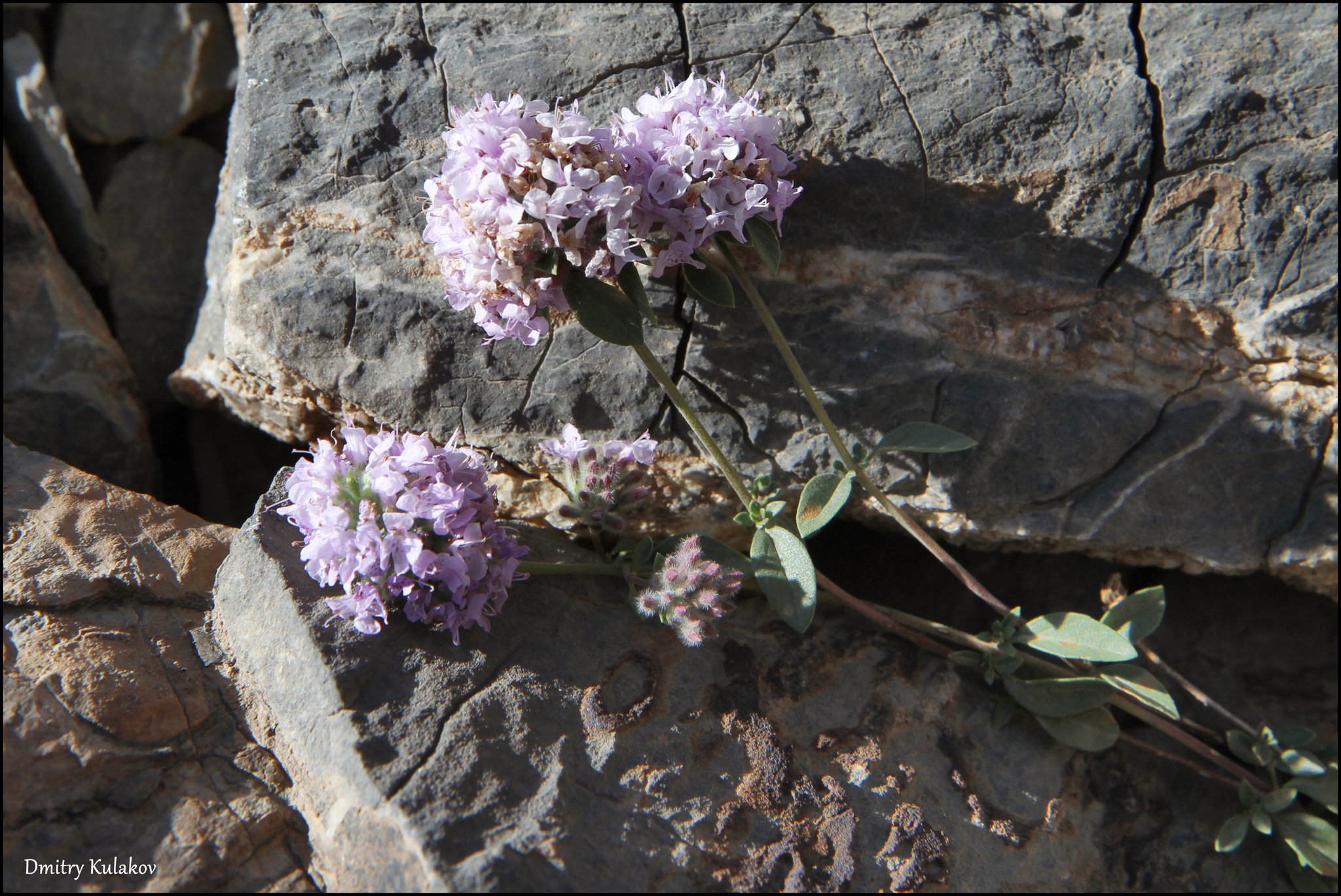 Ziziphora pamiroalaica