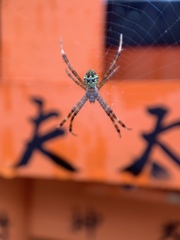 Argiope