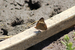 Junonia pacoma