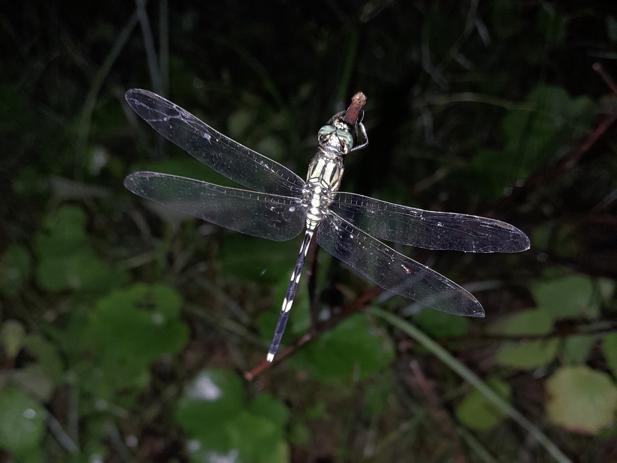 Slender Skimmer