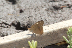 Junonia pacoma