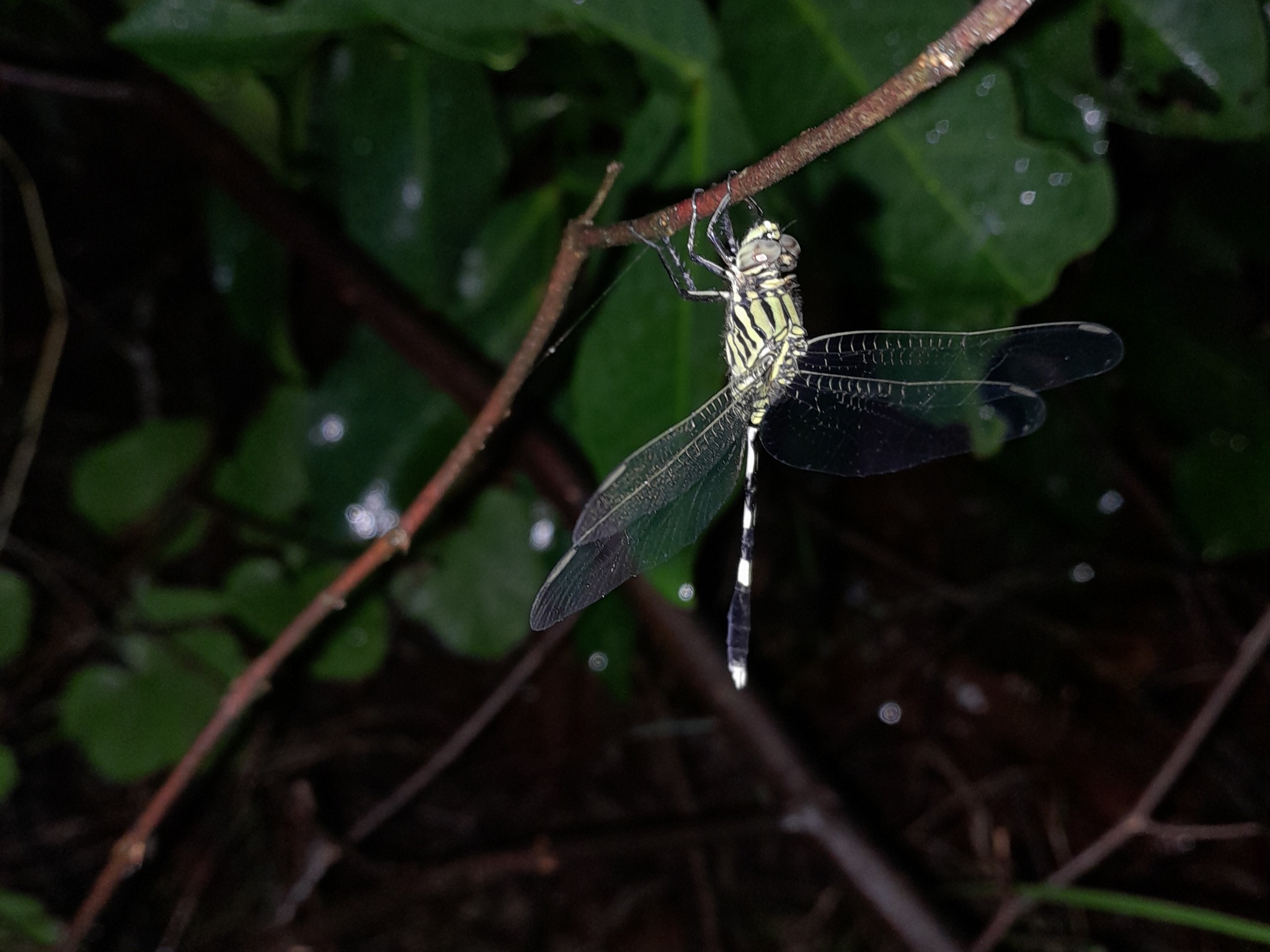 Slender Skimmer