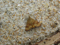 Pyrausta phoenicealis