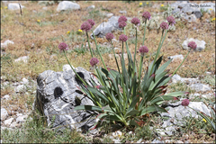 Carolina garlic (Allium carolinianum)