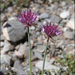 Allium carolinianum - Photo 由 Dmitry Kulakov 所上傳的 (c) Dmitry Kulakov，保留部份權利CC BY