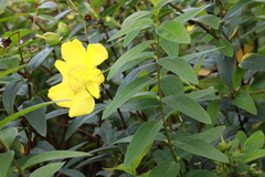 Hypericum × hidcoteense
