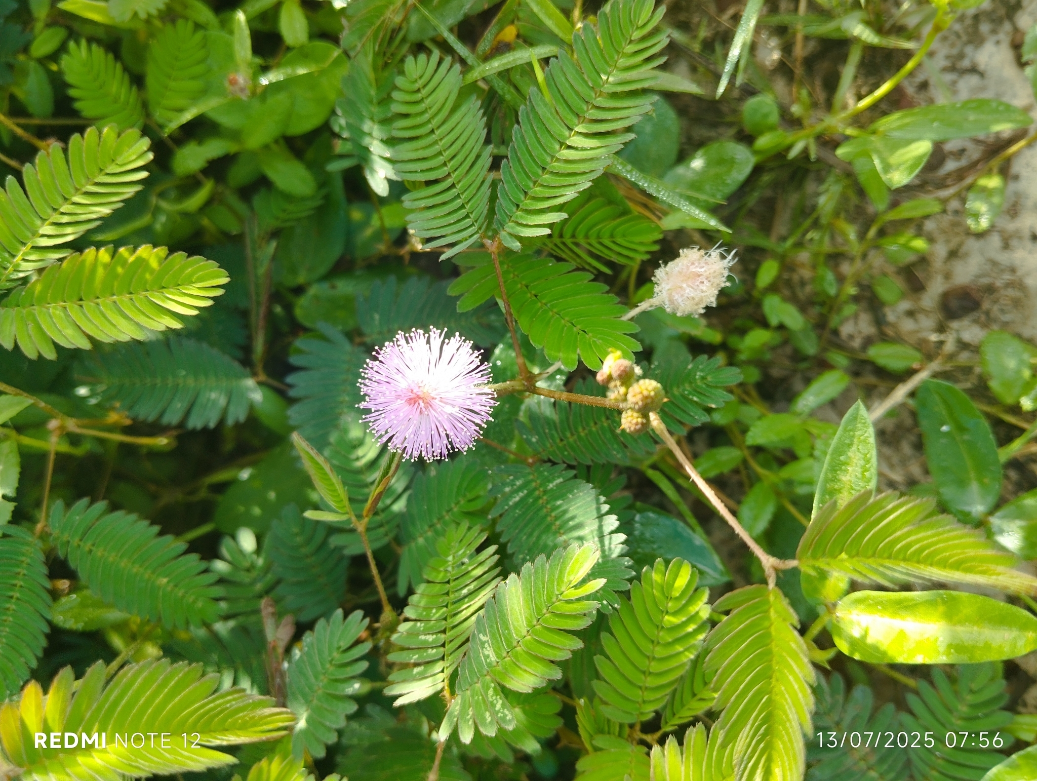 Mimosa pudica