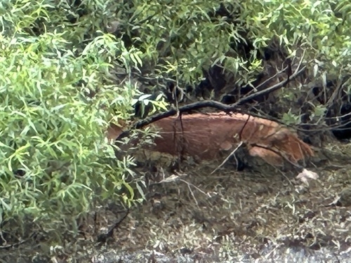White-tailed Deer photographed in Massachusetts