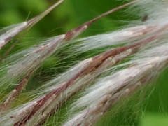 Miscanthus floridulus